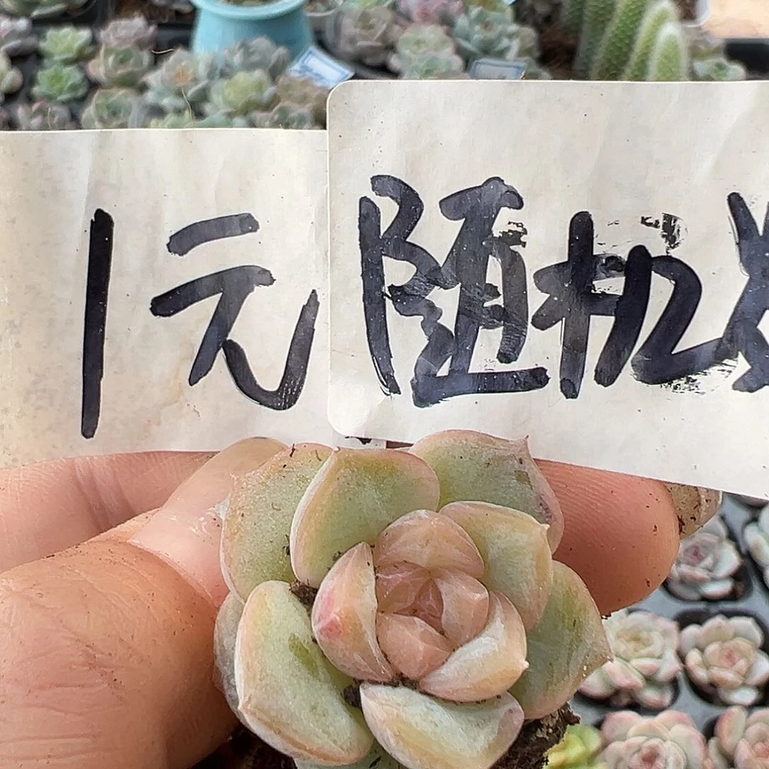 1元满19.9包邮喜欢直接拍