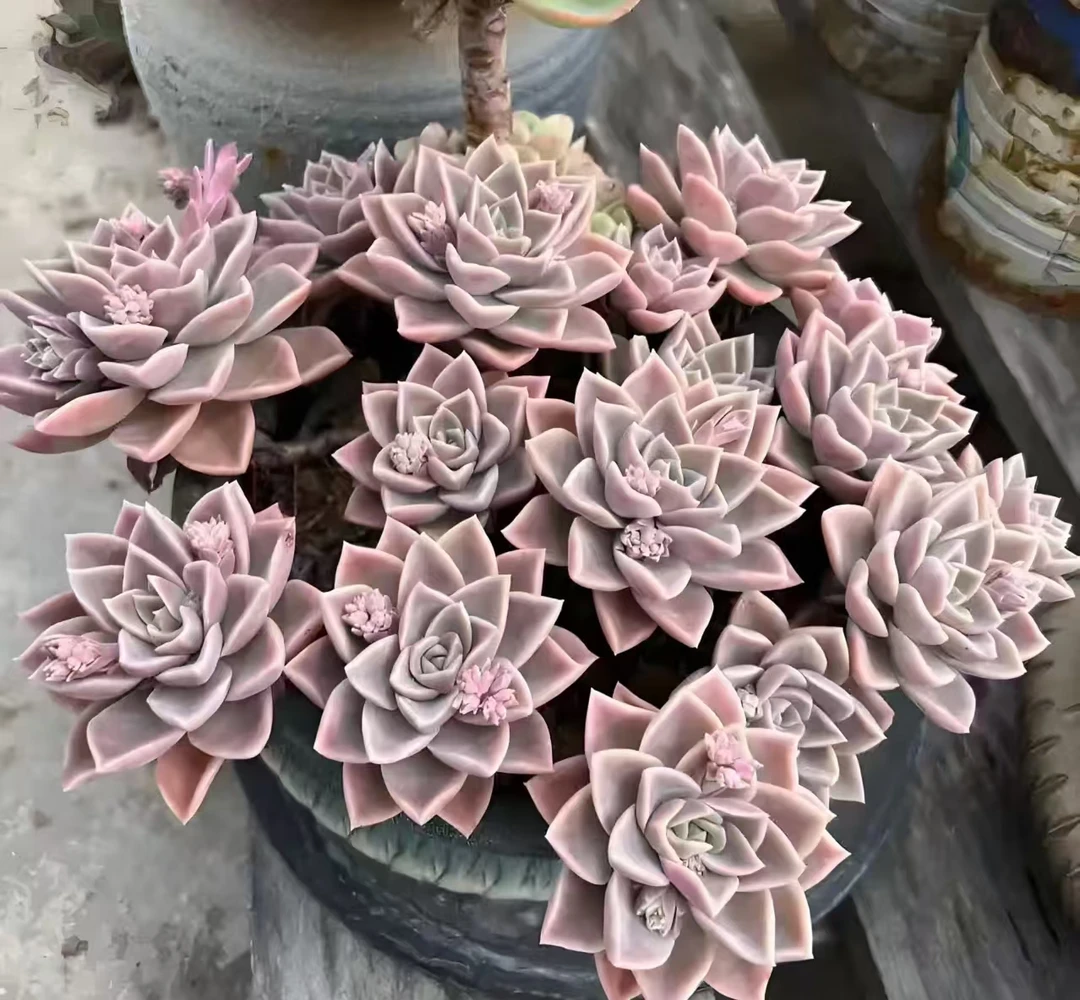 精品哈里沃森    好种好养 新手必拍 云南发货精品多肉植物