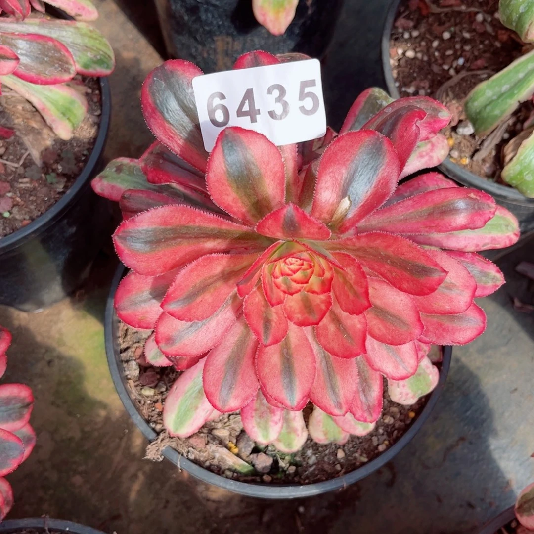 初恋多肉发货发货