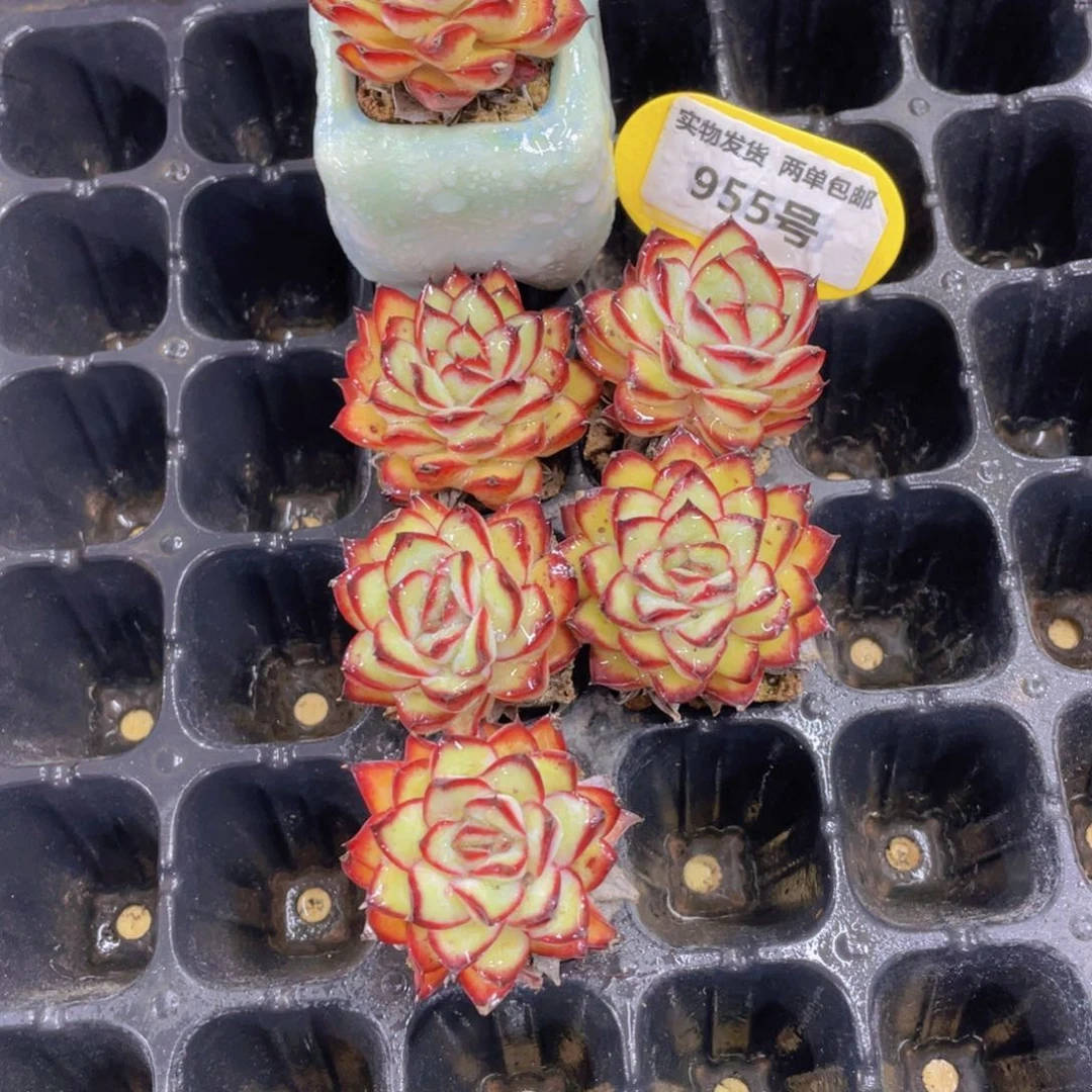 955号 全状态肉酱玫瑰四个