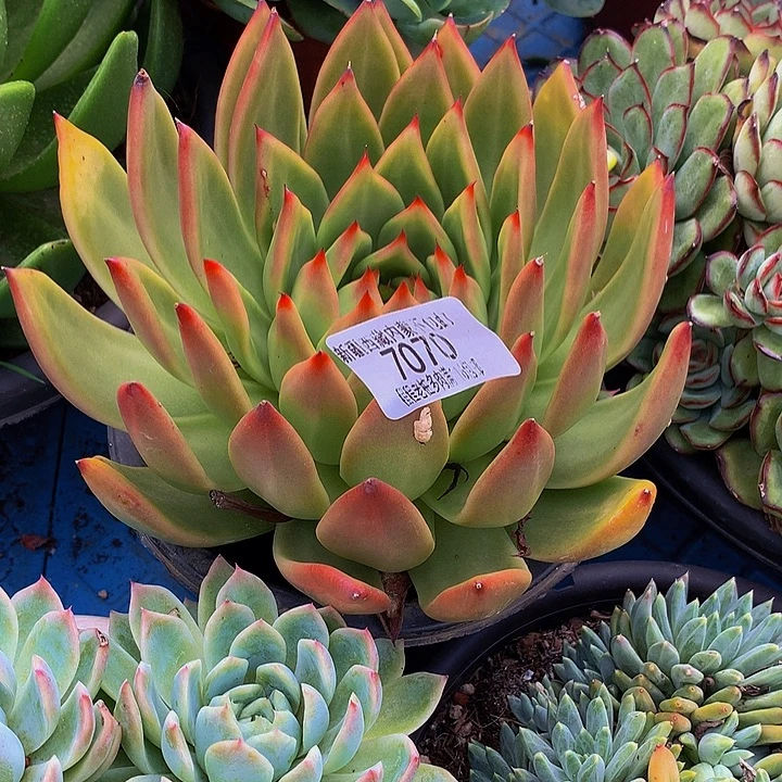 *****弗兰克7070多肉多肉