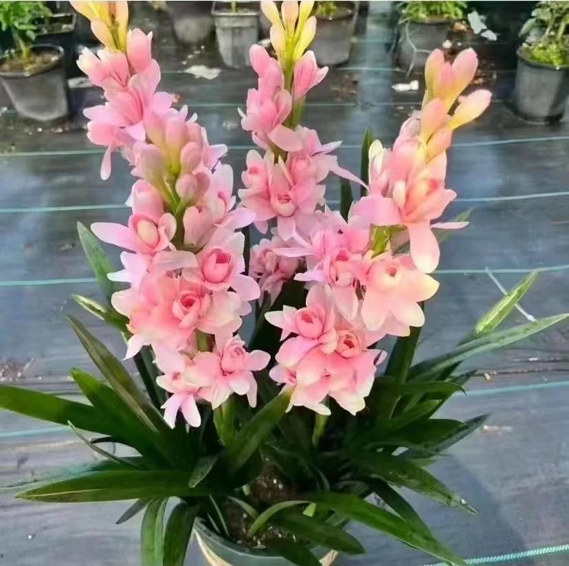 重瓣晚香玉【拍2颗发3颗】浓香型盆栽地栽四季好养活多年生开花机器