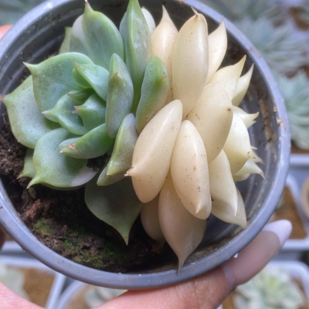 110锦锦锦锦锦锦锦锦