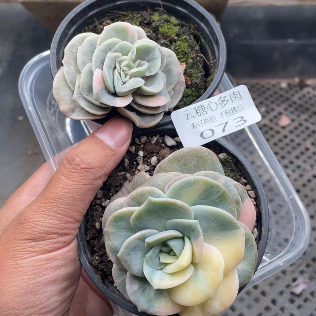 云糖心多肉植物73
