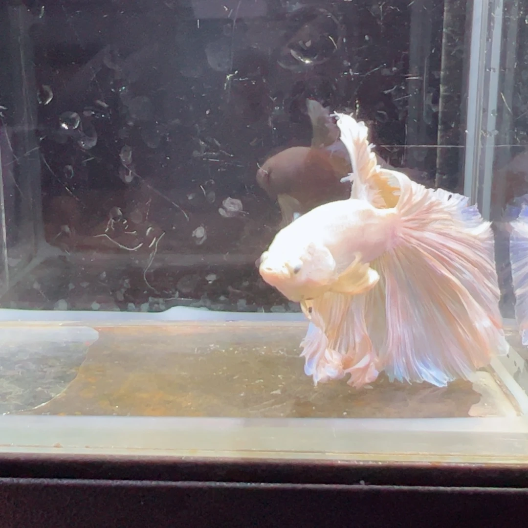 斗鱼浅色特殊尾hhhh