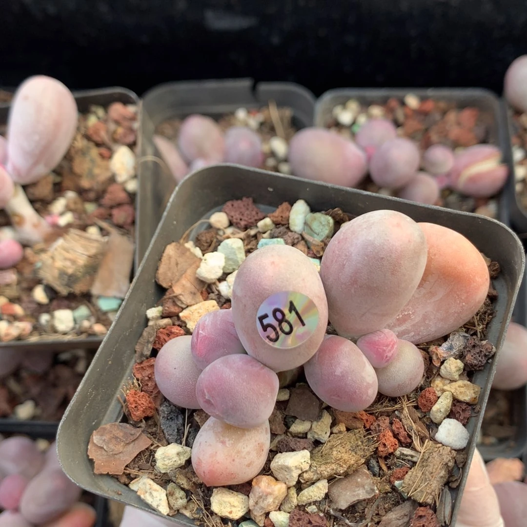 韩国米可多肉581