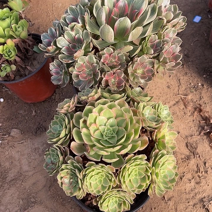 975多肉植物组合，