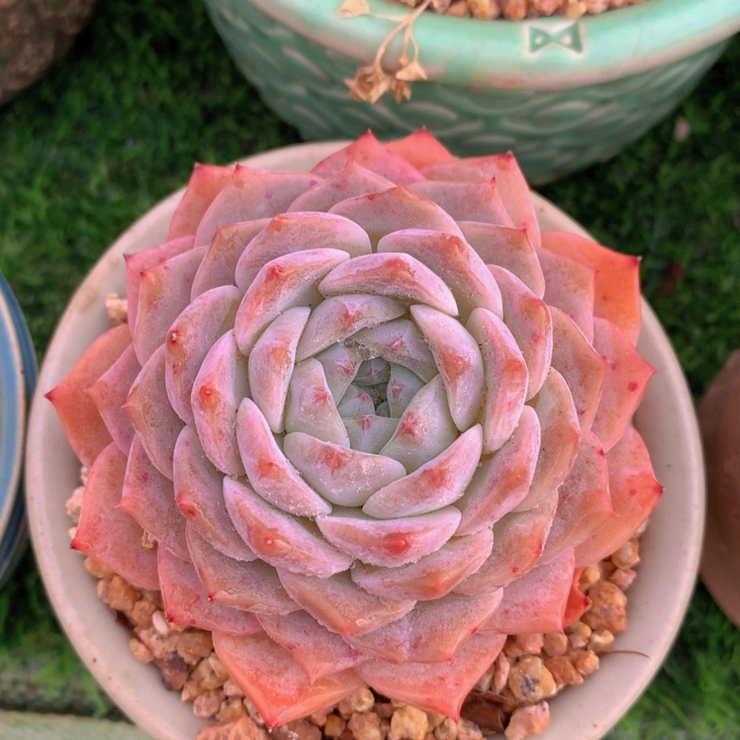 冰魄8 公分一物一拍