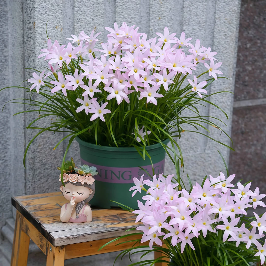 【养死包赔】风雨兰种球庭院耐热球根重瓣韭兰葱兰阳台耐寒花卉盆栽