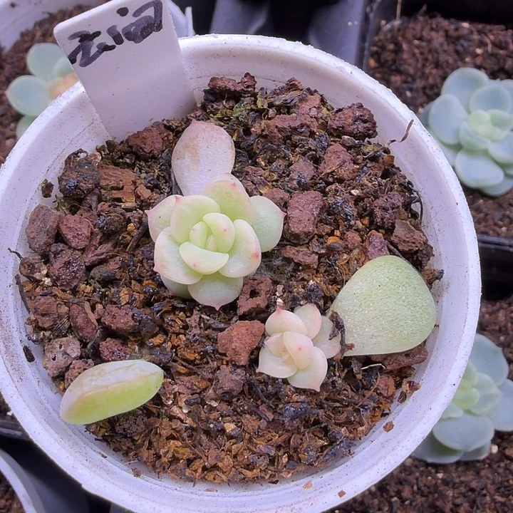 云间5公分盆口两颗一起