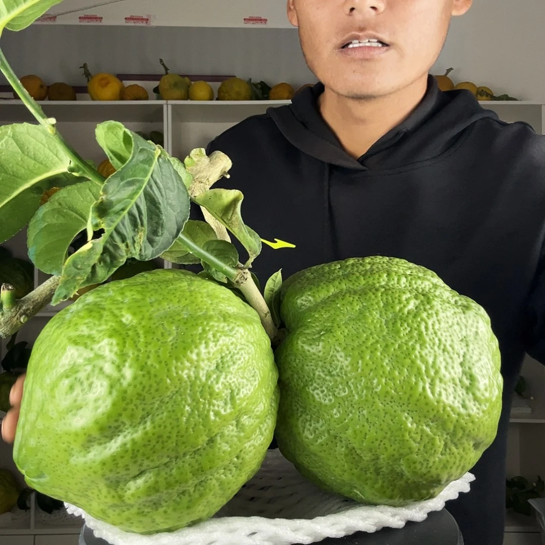 宿***草香水柠檬云南高山大香橼