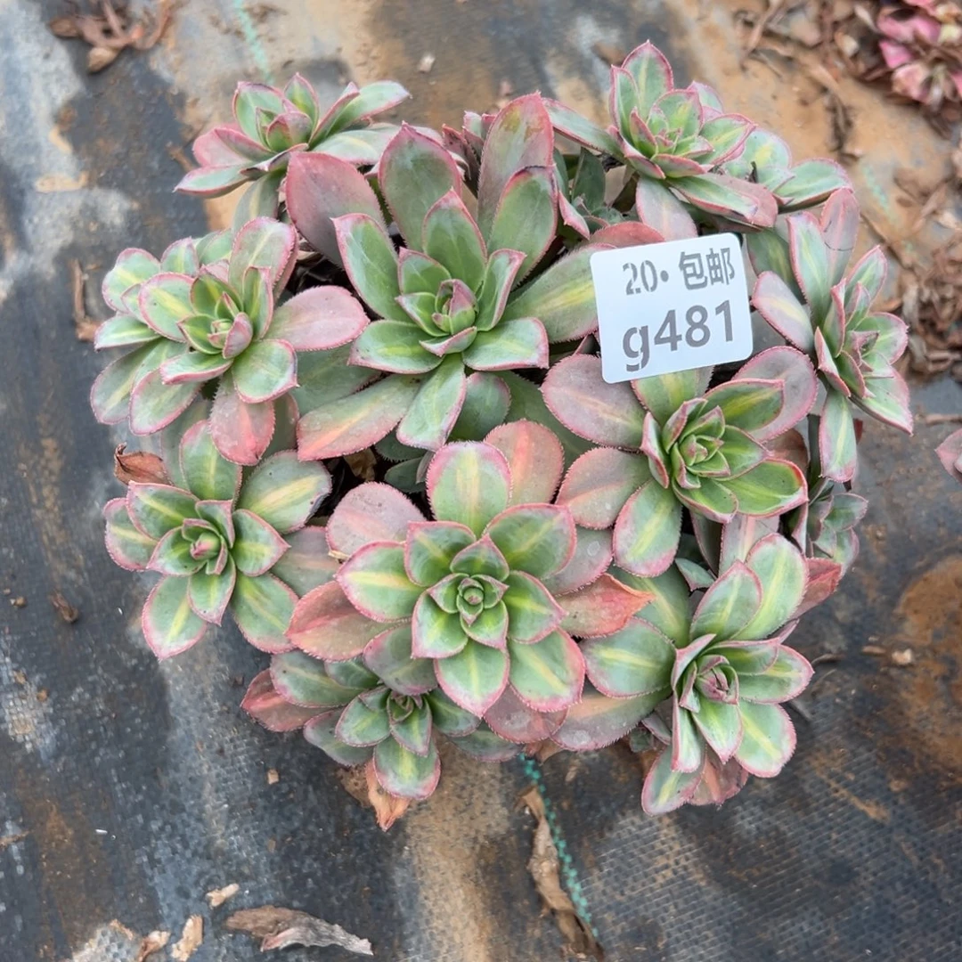 481星灿，满20包邮