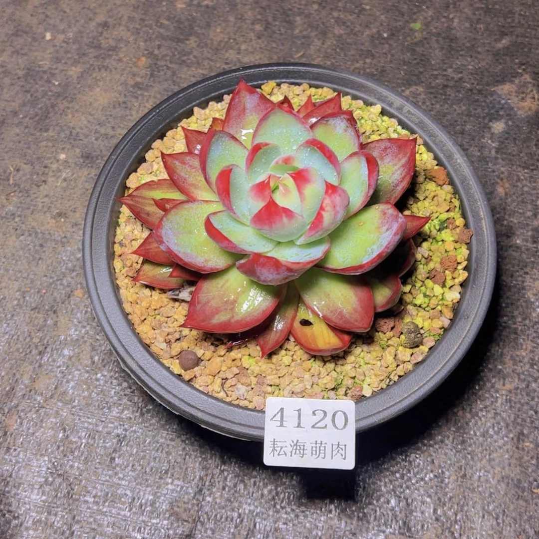 惊鸿仙子4120多肉植物