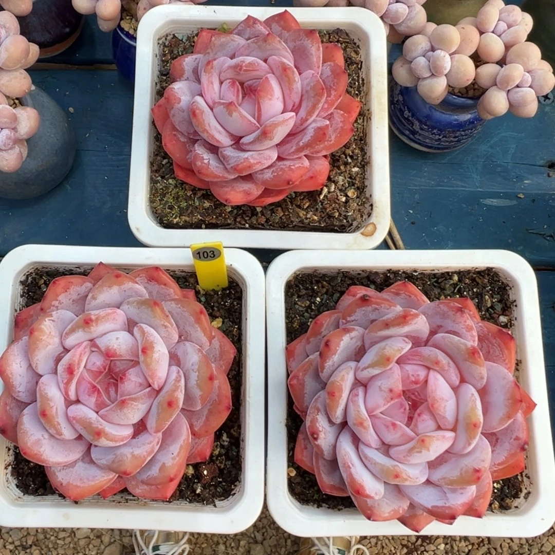 103号橙子3颗老桩