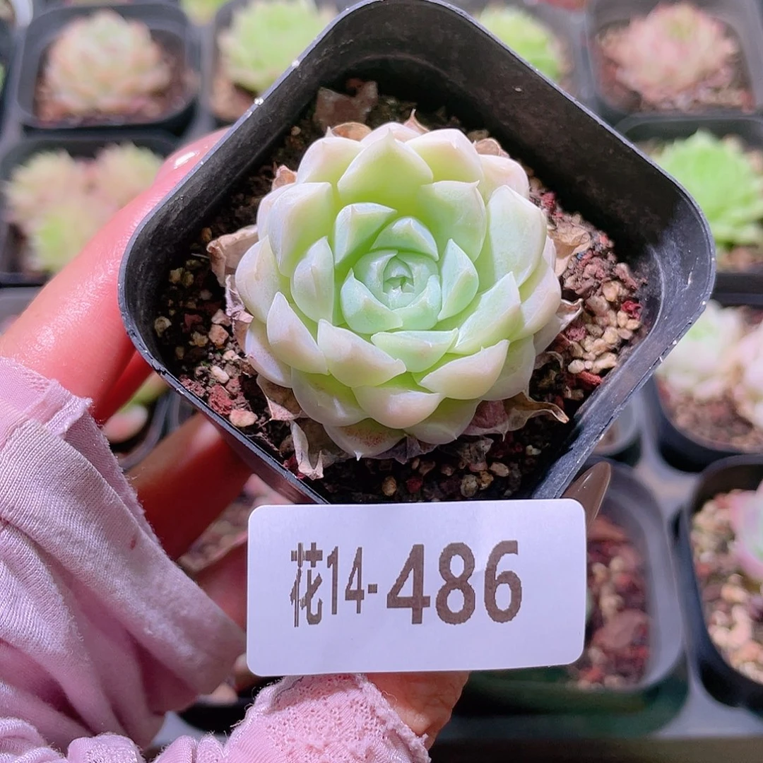 花利美14-486白月影