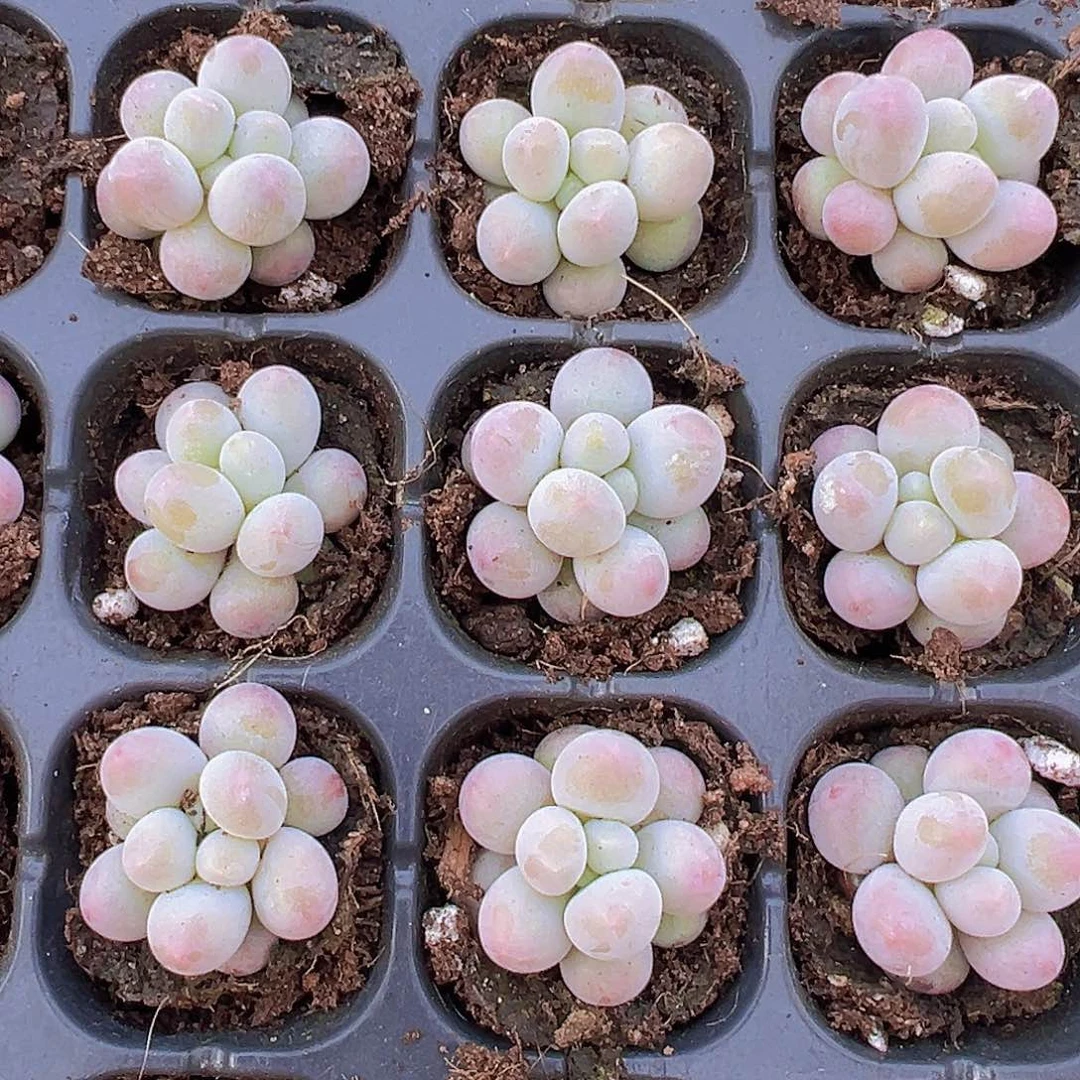 汤圆苗5颗多肉植物