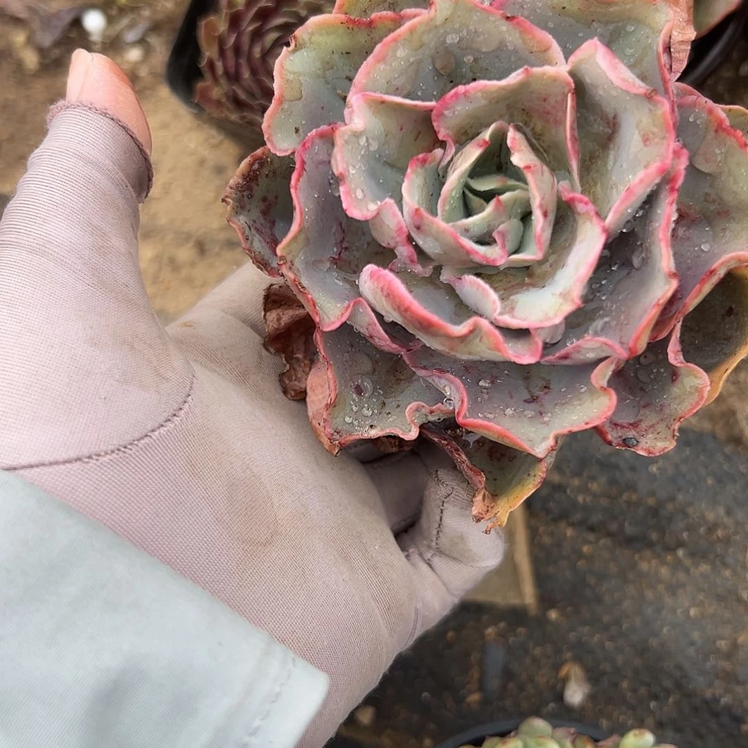多肉植物粉克单头