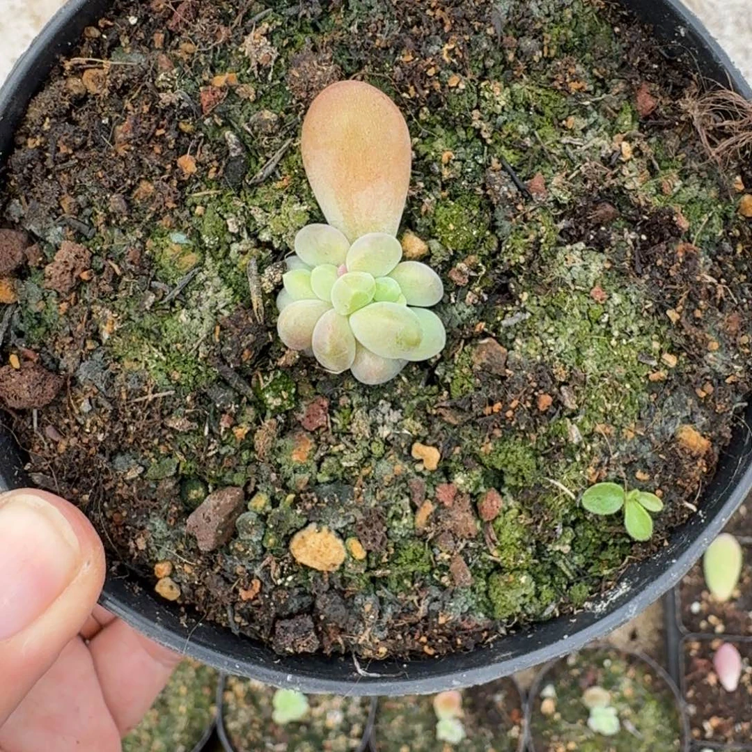 库克 叶插 一物一拍