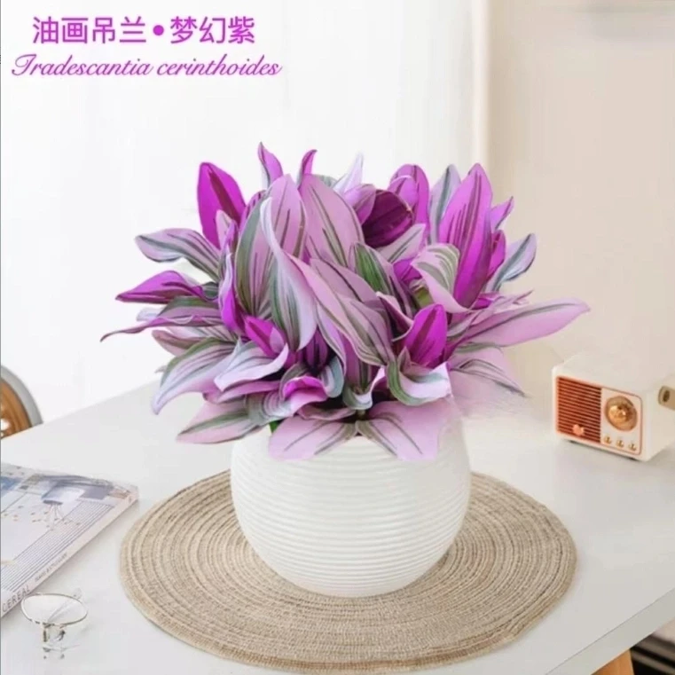 【特价福利】油画婚礼吊兰水培植物室内阳台办公桌好养四季扦插绿植