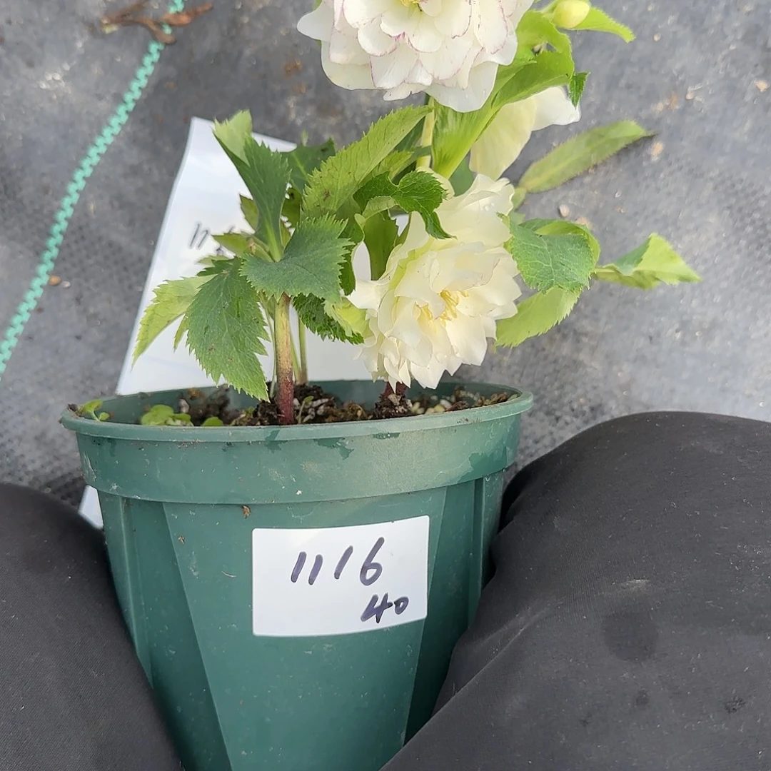 完全开放铁筷子1116