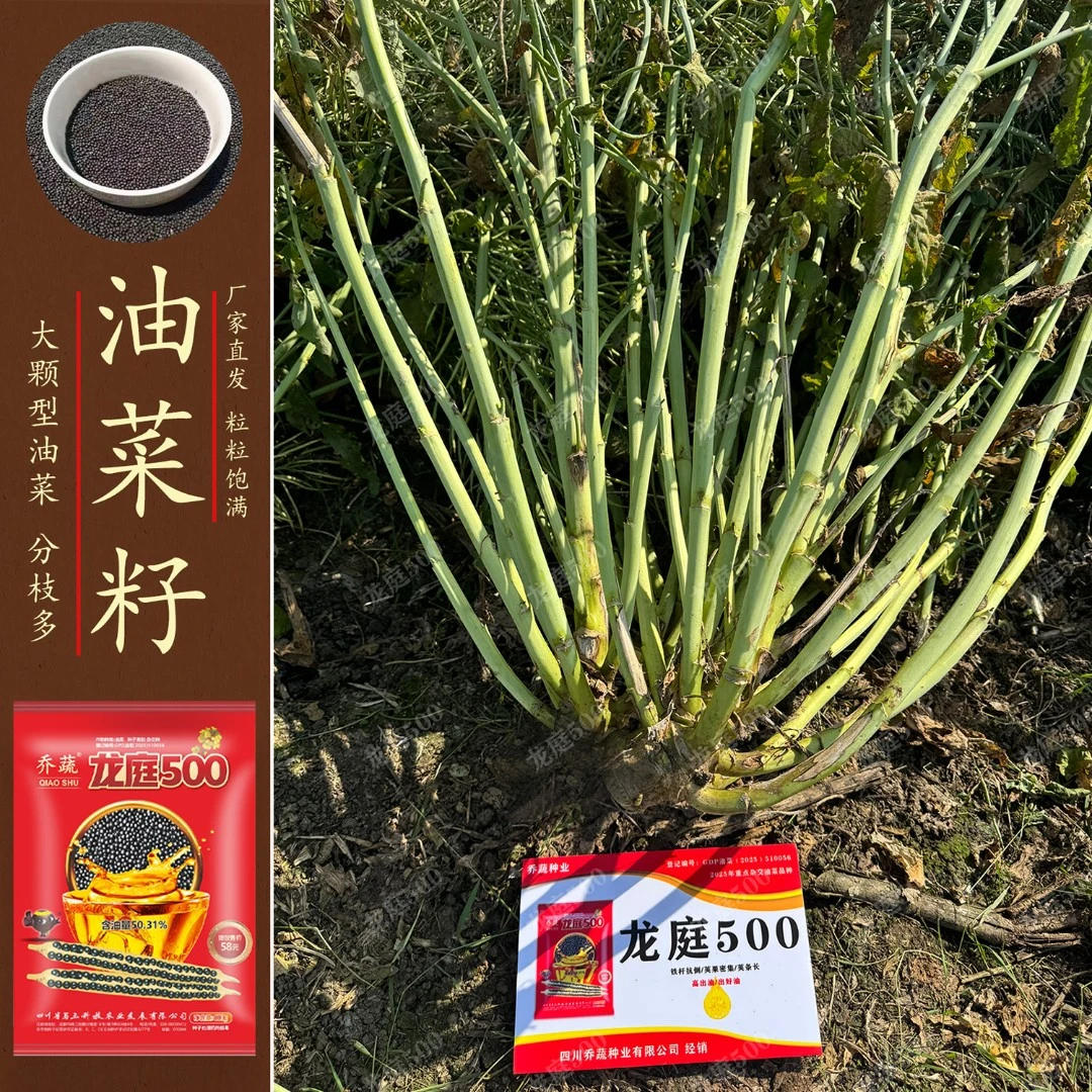 龙庭500油菜种子矮杆抗倒伏甘蓝型高出油率优质高产黑籽油菜种子