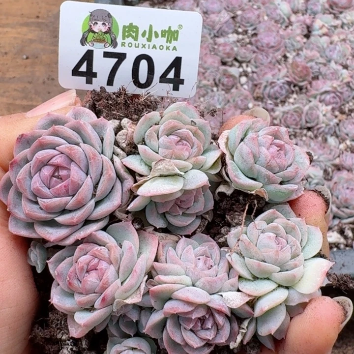 多肉植物多肉植物