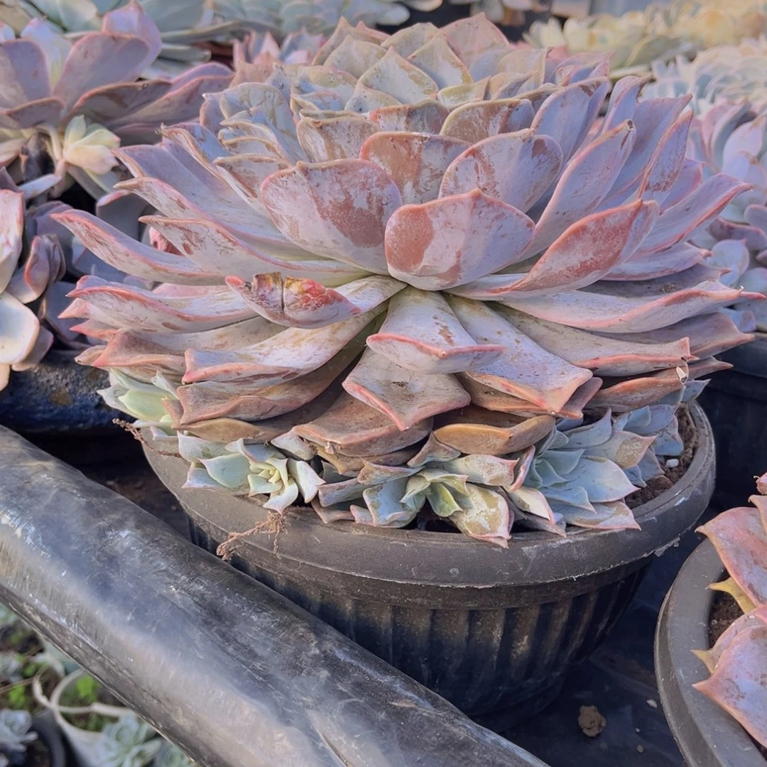 露西哪手捧，官服25