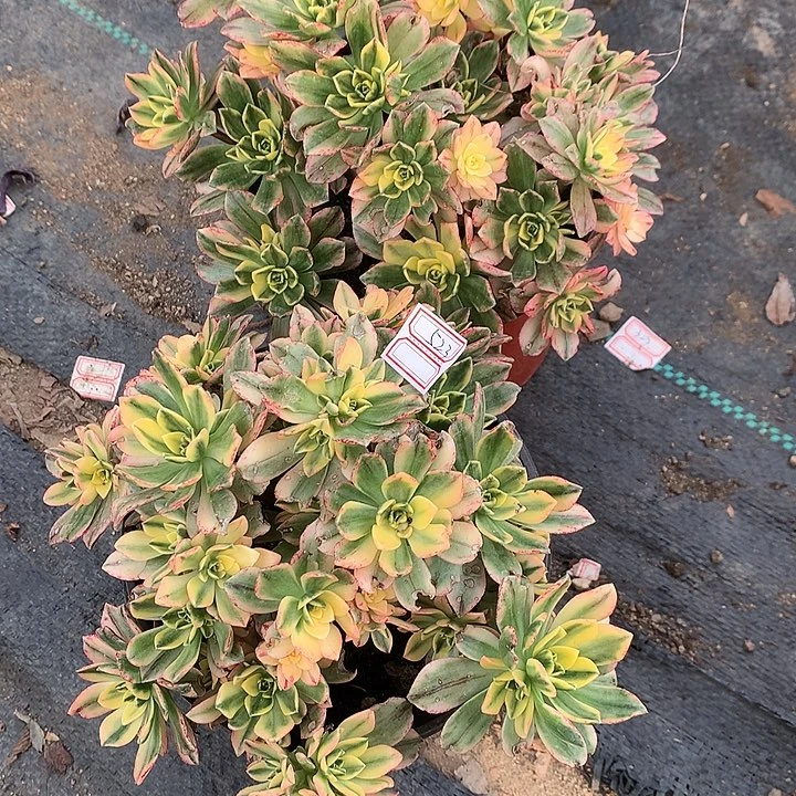 523甜茶多肉植物