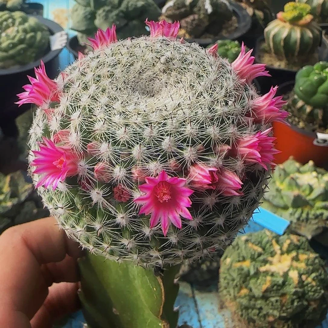 连山岩558仙人球