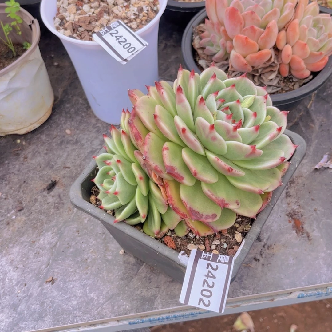 蓝龙杂多肉植物24202