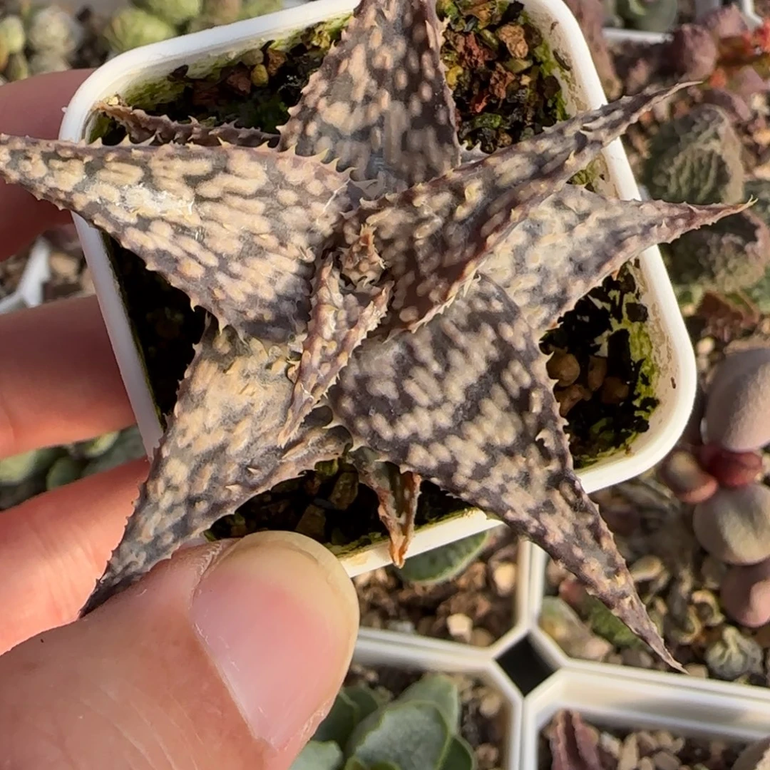 •***芦荟水泡多肉植物