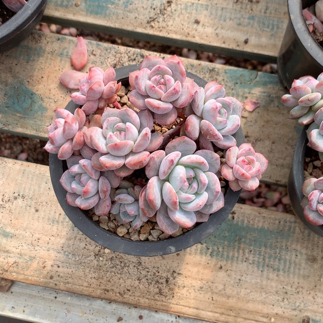 漳州石榴籽花花花花