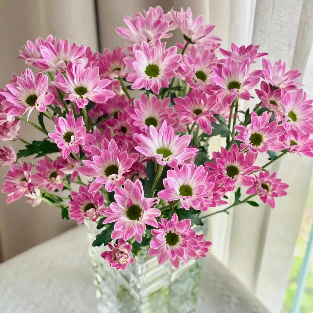 【水墨柔情小菊】云南优选鲜切花昆明基地直发家用插花节日