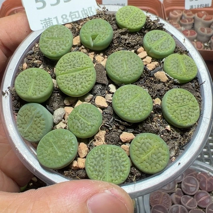 【闪购商品】 539。