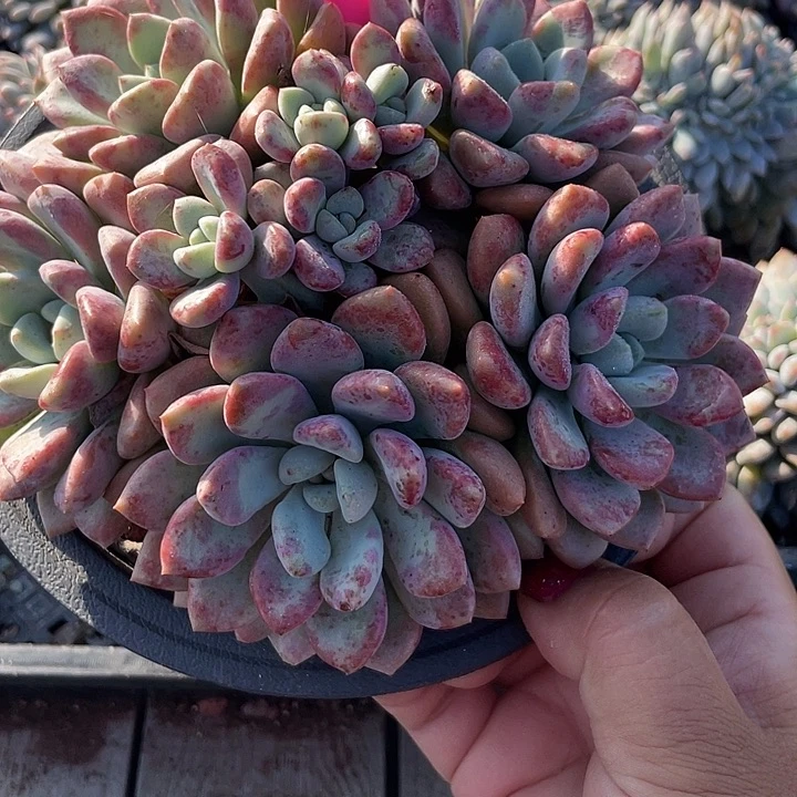 花斑鹿群生多肉植物910