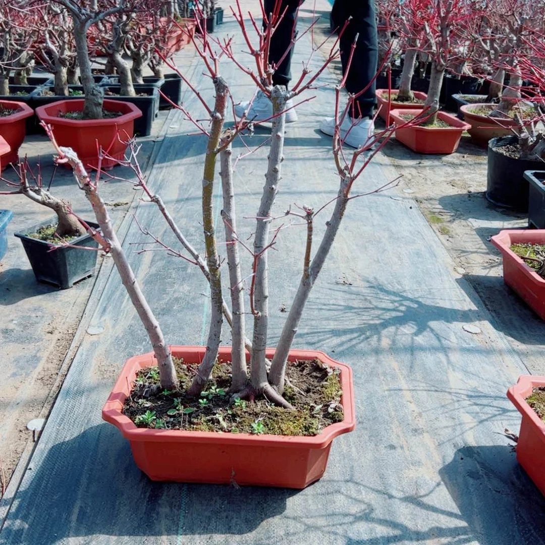 $枫树枫树枫树枫树