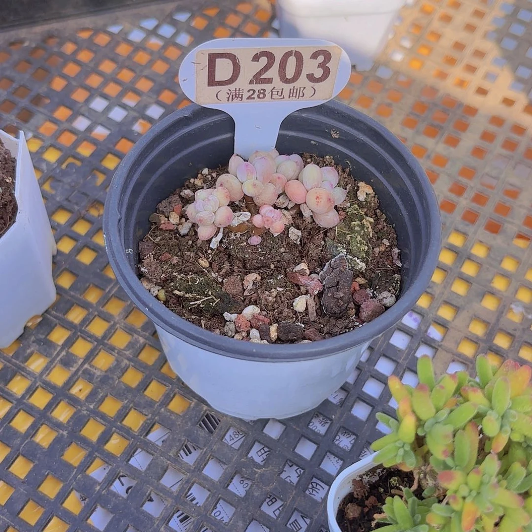 D203萤火虫yi wu yi pai多肉