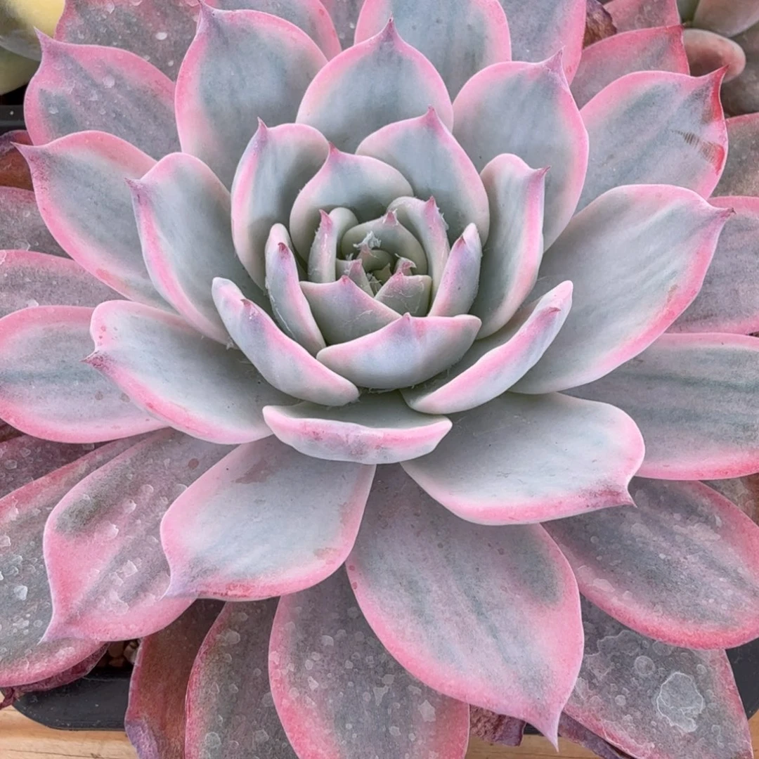 劳伦斯 安吉园艺锦