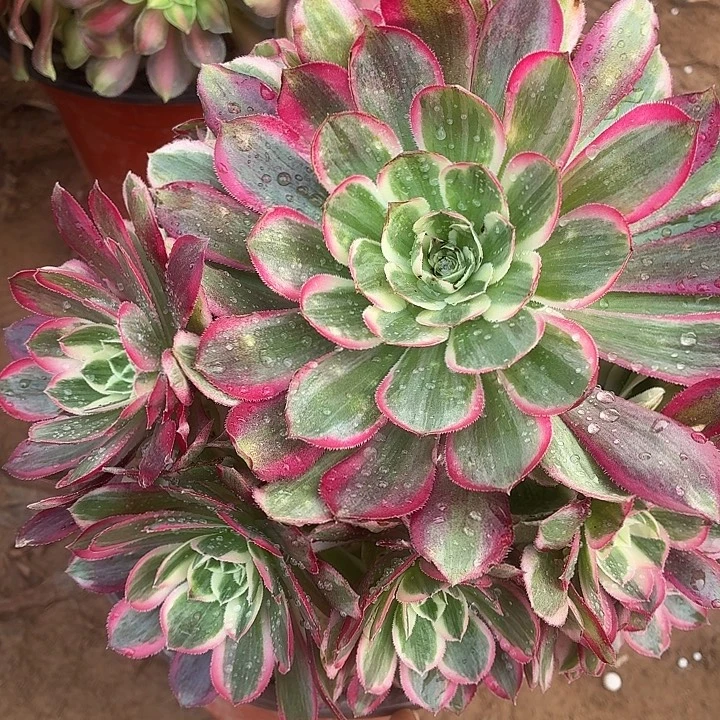 孔雀翎一棵脱土发货18.8