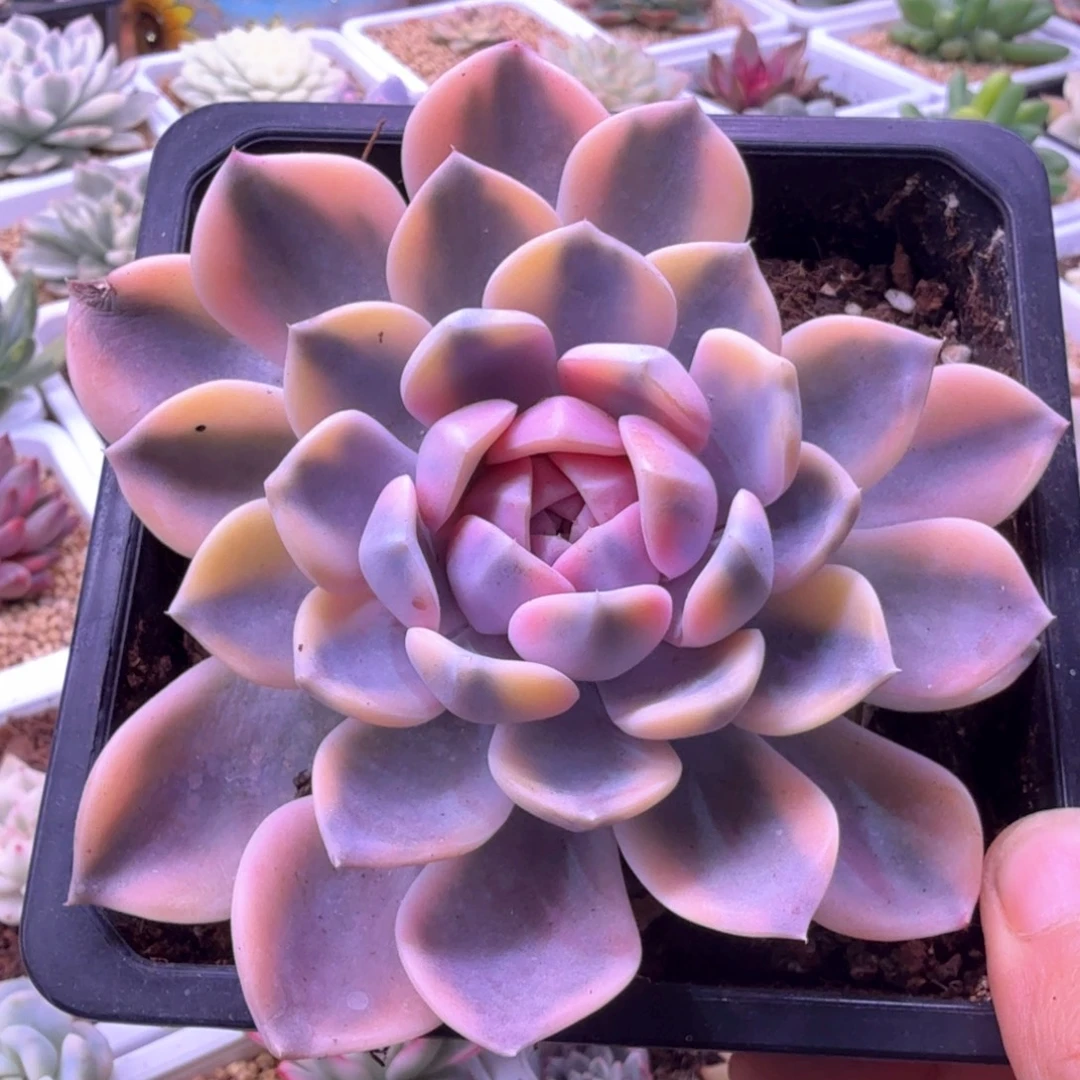 汉堡锦 多肉植物锦