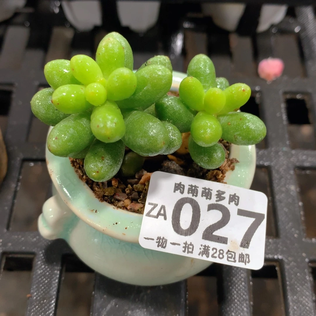 肉萌萌拇指盆精控多肉ZA027
