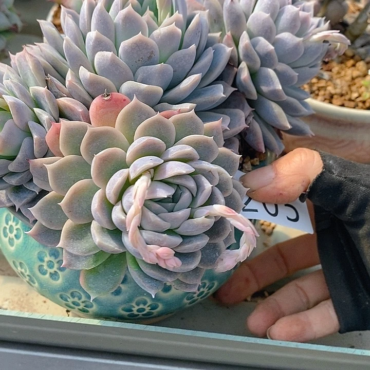 205 多肉植物盆栽花卉