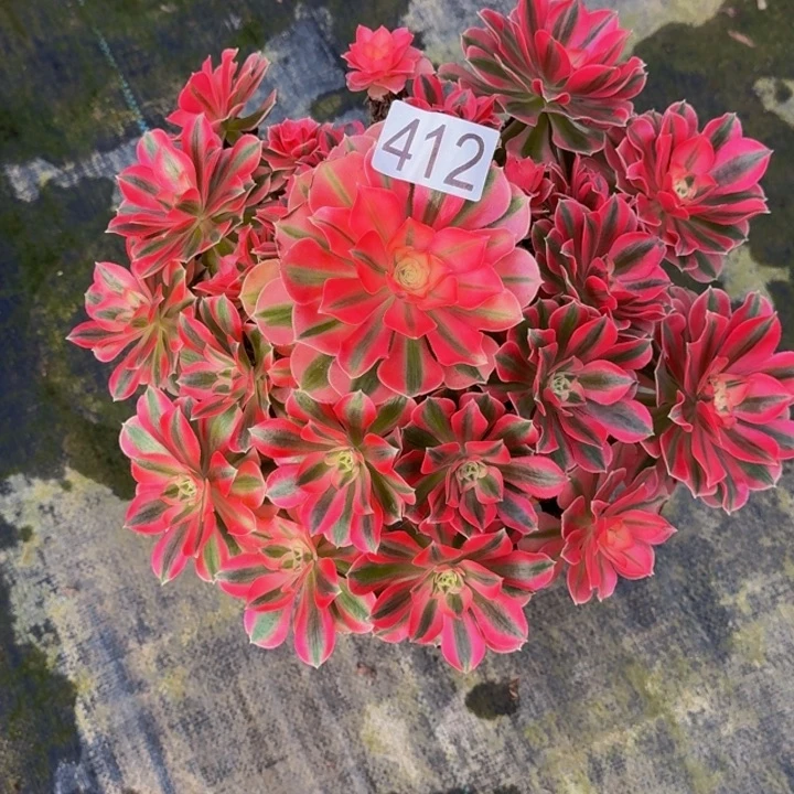 0000000000412少女心福利价