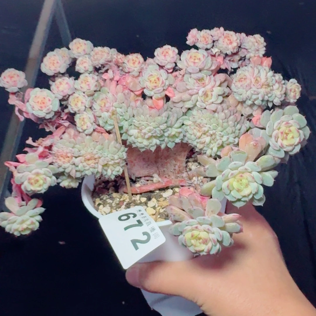 白胖子缀化      愿你一路坦途，乘风破浪展宏图