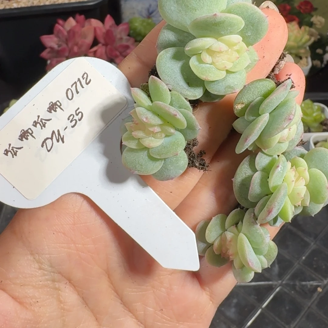 0712-035-晴朗一缀化量拍