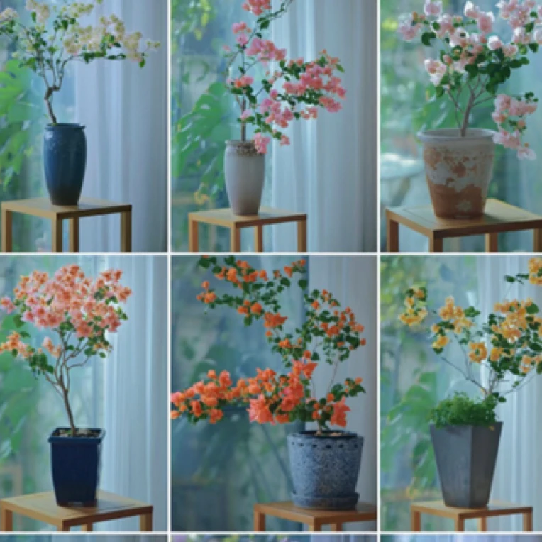 【花叶组合】三角梅花叶超勤花组合三颗【腊染粉+橙冰+少女心】