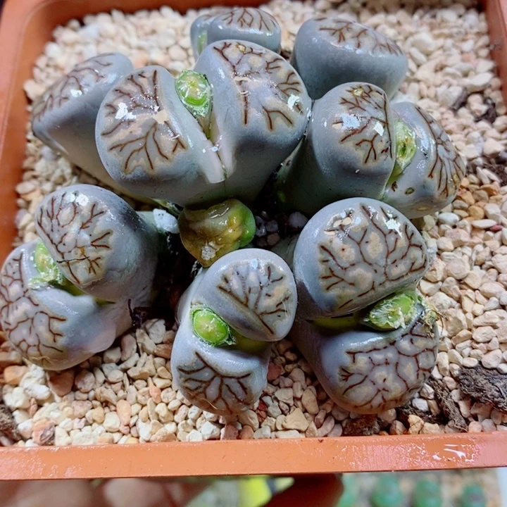 生石花花花花花花花花465