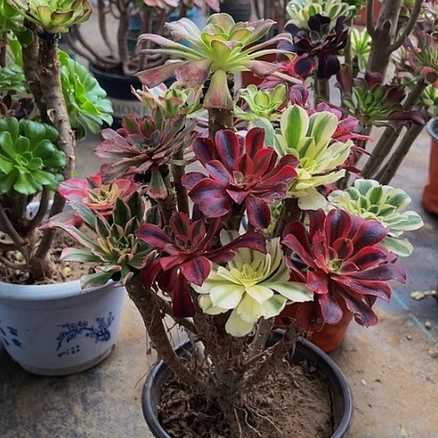 法师嫁接一物一拍54