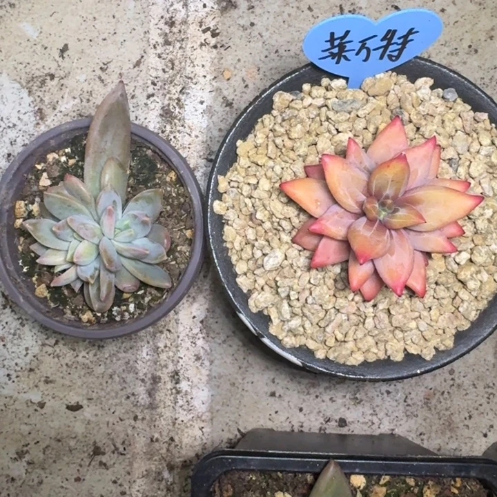 莱万特 叶插 一物一拍