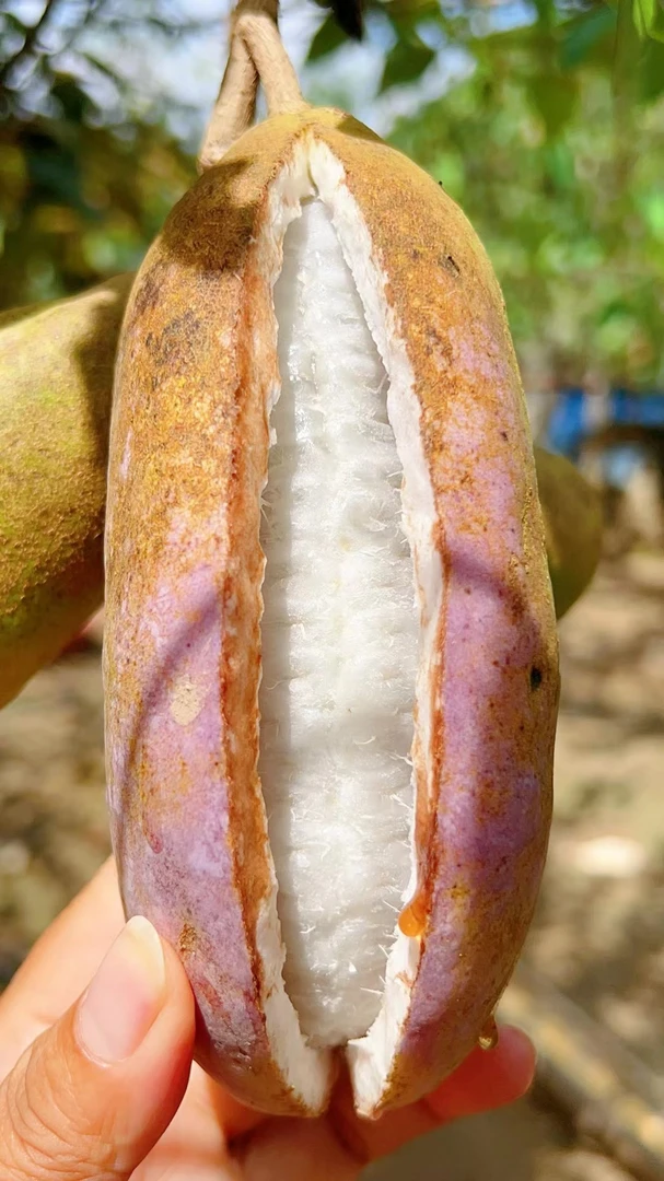 恩施富硒八月瓜新鲜现摘现发香甜软糯当季水果快递包邮包坏